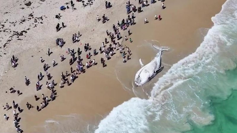 Whale carcass to be removed from south City Beach today Whale carcass to be removed from south City Beach today