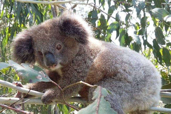 A koala in the area intended to become the Great Koala National Park.