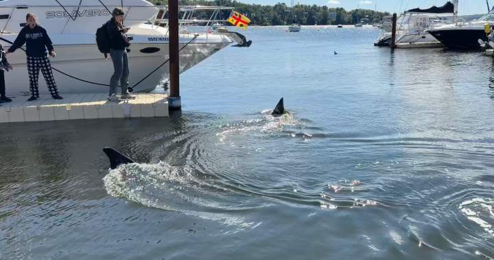 Massive 30-foot basking shark stuns onlookers in Nova Scotia Massive 30-foot basking shark stuns onlookers in Nova Scotia