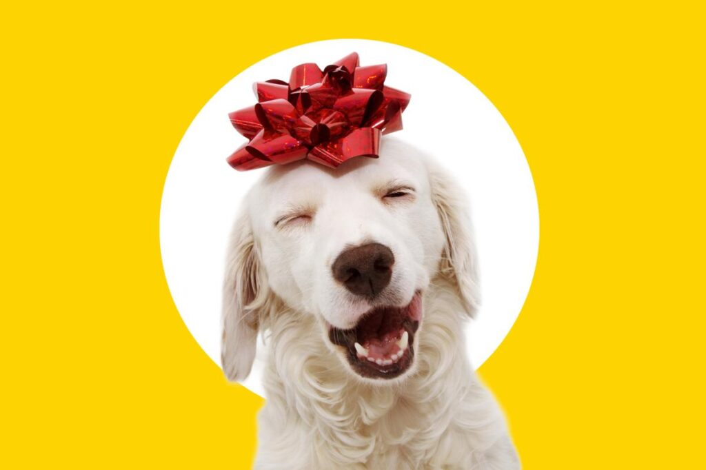 Best gifts for dog lovers: 28 ideas dog parents will adore Best gifts for dog lovers: 28 ideas dog parents will adore