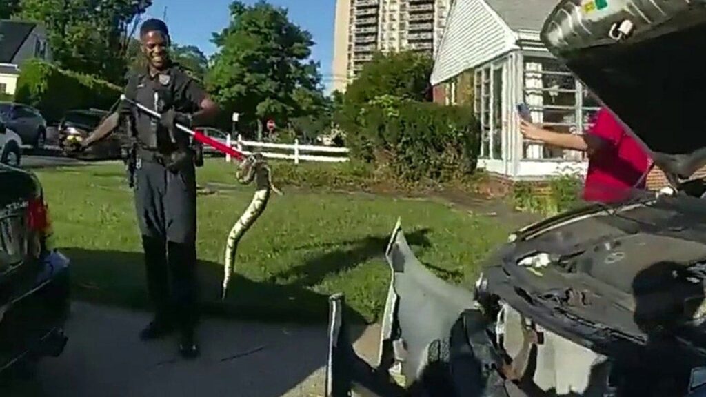 New Jersey police pull out 3-foot python from woman’s car grille, bodycam video shows New Jersey police pull out 3-foot python from woman’s car grille, bodycam video shows