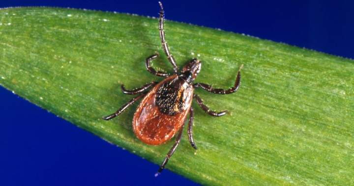 Pharmacy treatments for Lyme disease cut N.S. emergency visits in half: study Pharmacy treatments for Lyme disease cut N.S. emergency visits in half: study