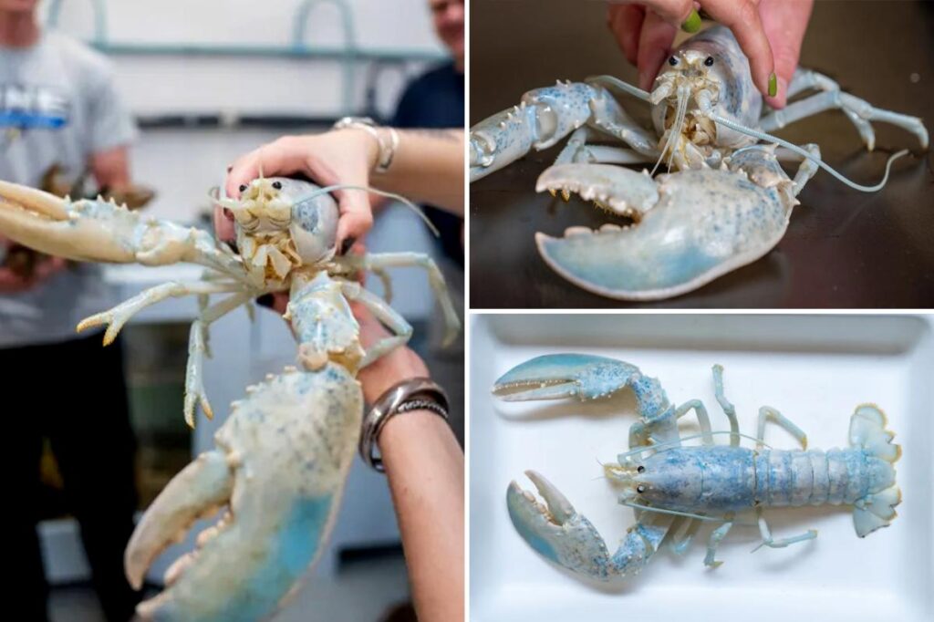 One-in-100 million ‘ghost’ lobster donated by Maine aquarium