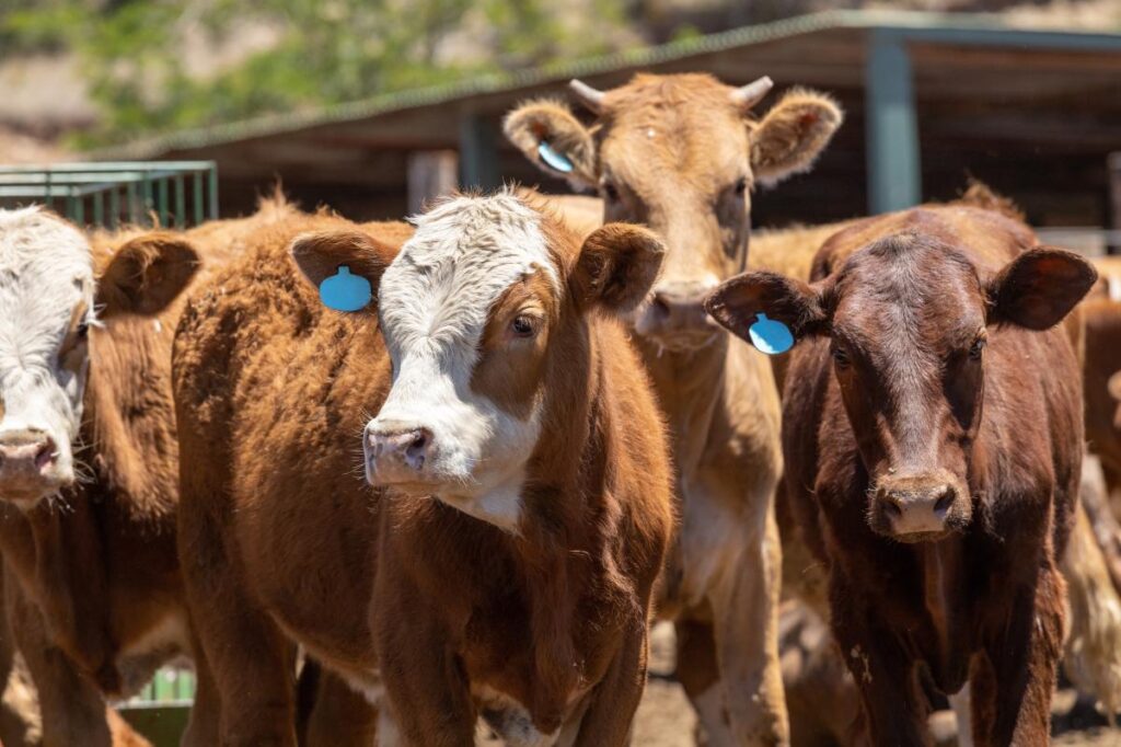 Think your beef is American? Here’s what could really be in your burger