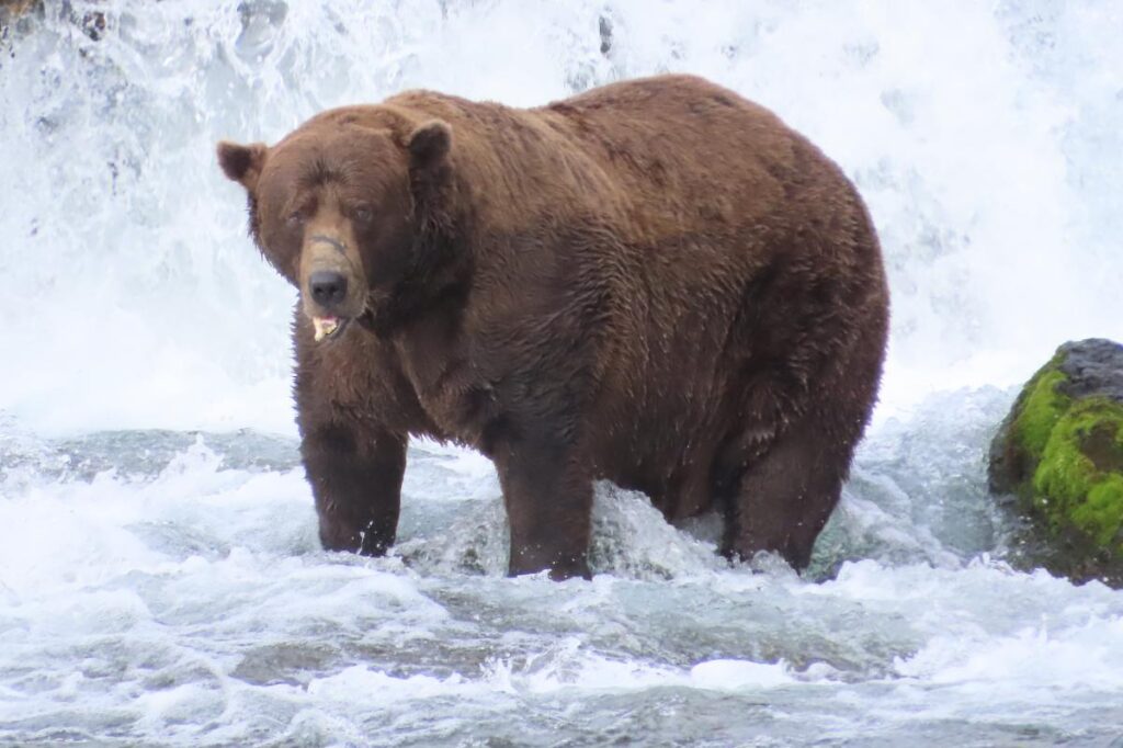 Fat bear week kicks off its 12th year — meet the contenders