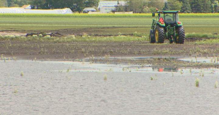 Harvest delayed across the Prairies as farmers deal with waterlogged fields Harvest delayed across the Prairies as farmers deal with waterlogged fields