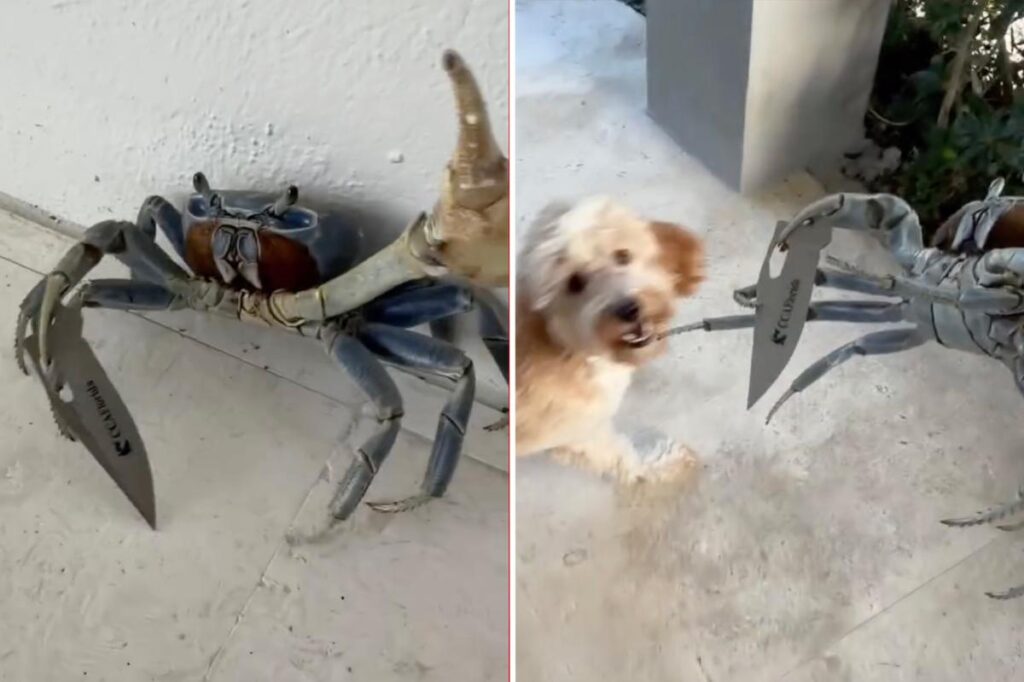 Blade-wielding ‘gangster-ass’ crab tries attacking Florida man and his dog: shocking video Blade-wielding ‘gangster-ass’ crab tries attacking Florida man and his dog: shocking video