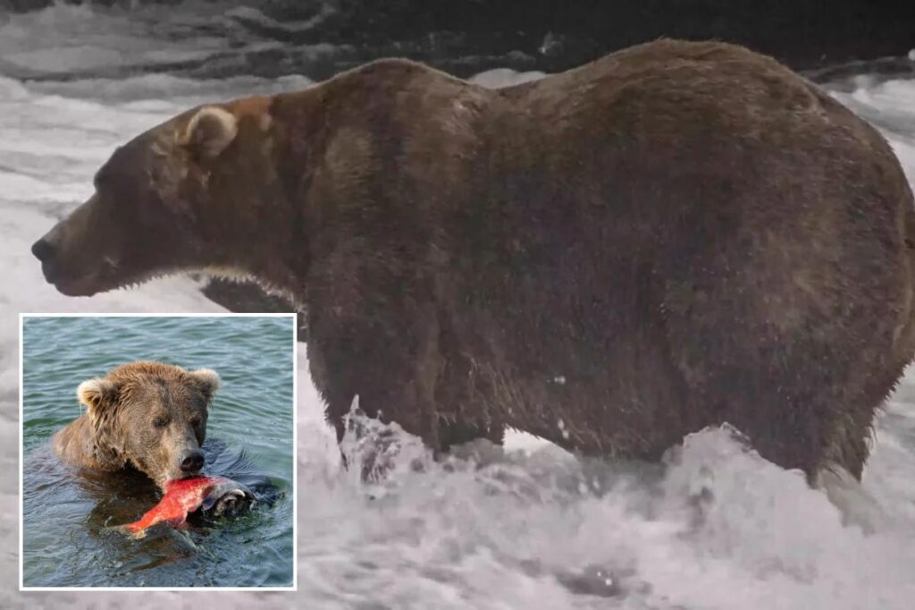 Gentle giant Backpack declared winner of Alaska’s Fat Bear Week