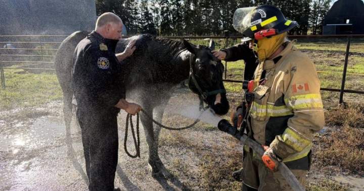 Crews rescue ‘completely exhausted’ horse from mud pit in Saskatchewan Crews rescue ‘completely exhausted’ horse from mud pit in Saskatchewan