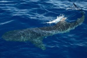 Endangered whale sharks surface inches from boat in rare sighting off NYC coast: ‘It was nuts’ Endangered whale sharks surface inches from boat in rare sighting off NYC coast: ‘It was nuts’